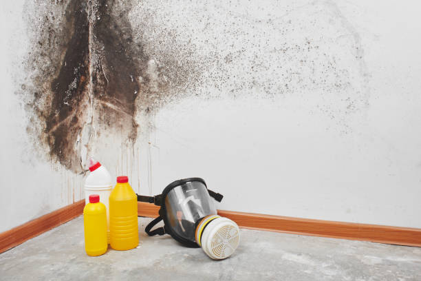 Best Emergency Mold Remediation in Ball Ground, GA