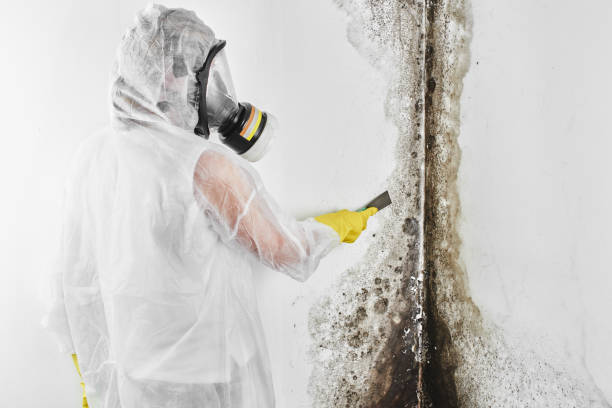 Best Residential Mold Remediation in Ball Ground, GA