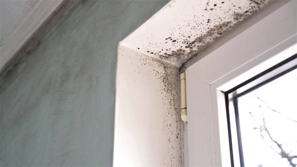 Best Black Mold Remediation in Ball Ground, GA