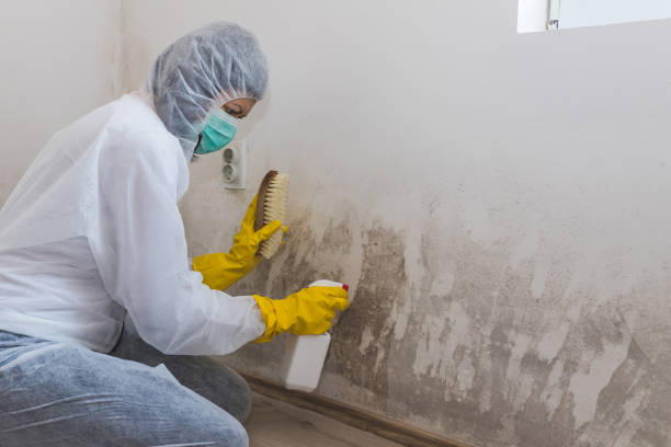 Best Attic Mold Remediation in Ball Ground, GA