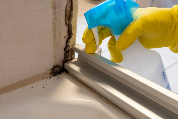 Best DIY Mold Remediation Support Services in Ball Ground, GA