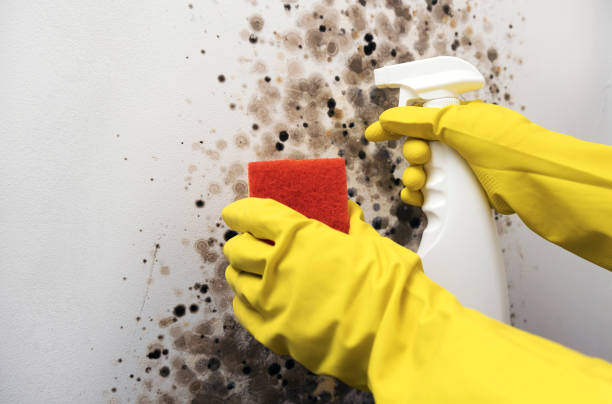 Best HVAC Mold Remediation in Ball Ground, GA