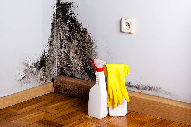 Best Preventive Mold Services in Ball Ground, GA