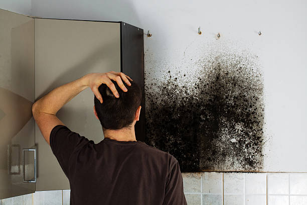 Best Health and Safety Mold Remediation in Ball Ground, GA
