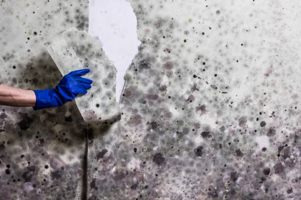 Ball Ground, GA Mold Remediation Company