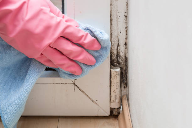 Best Crawl Space Mold Remediation in Ball Ground, GA