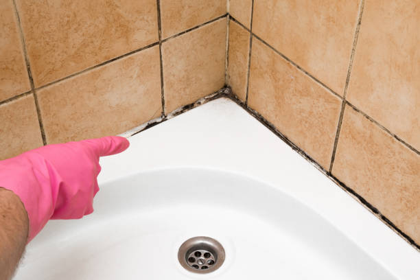 Best Localized Mold Remediation (e.g., coastal areas, humid climates) in Ball Ground, GA