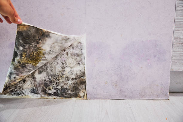 Best Basement Mold Remediation in Ball Ground, GA